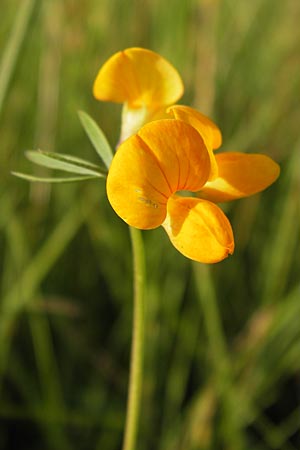 Lotus tenuis \ Schmalblttriger Hornklee, Salz-Hornklee / Narrow-Leaf Bird's-Foot Trefoil, D Offenbach am Main 2.7.2013