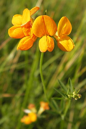 Lotus tenuis \ Schmalblttriger Hornklee, Salz-Hornklee / Narrow-Leaf Bird's-Foot Trefoil, D Offenbach am Main 2.7.2013