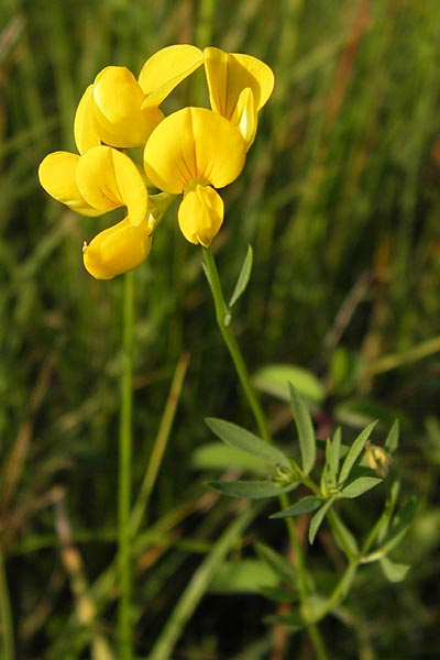 Lotus tenuis \ Schmalblttriger Hornklee, Salz-Hornklee / Narrow-Leaf Bird's-Foot Trefoil, D Offenbach am Main 2.7.2013