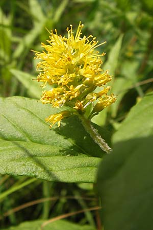 Lysimachia thyrsiflora \ Straubltiger Gilb-Weiderich / Tufted Loosestrife, D Rhön, Schwarzes Moor 6.7.2013