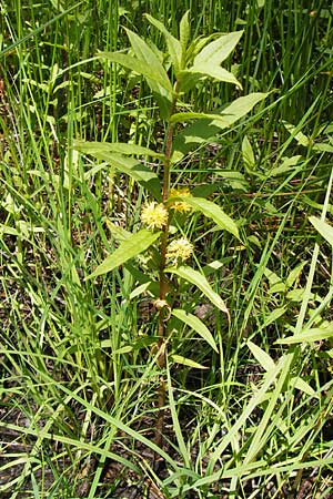 Lysimachia thyrsiflora \ Straubltiger Gilb-Weiderich / Tufted Loosestrife, D Rhön, Schwarzes Moor 6.7.2013