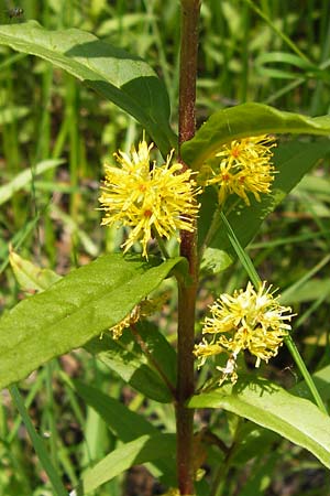 Lysimachia thyrsiflora \ Straubltiger Gilb-Weiderich / Tufted Loosestrife, D Rhön, Schwarzes Moor 6.7.2013