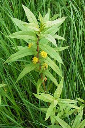 Lysimachia thyrsiflora \ Straubltiger Gilb-Weiderich / Tufted Loosestrife, D Rhön, Schwarzes Moor 6.7.2013