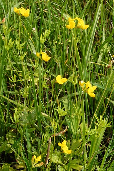 Lotus tenuis \ Schmalblttriger Hornklee, Salz-Hornklee / Narrow-Leaf Bird's-Foot Trefoil, D Münzenberg 26.7.2014