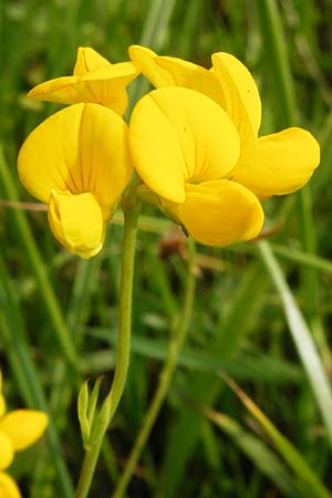 Lotus tenuis \ Schmalblttriger Hornklee, Salz-Hornklee / Narrow-Leaf Bird's-Foot Trefoil, D Münzenberg 26.7.2014