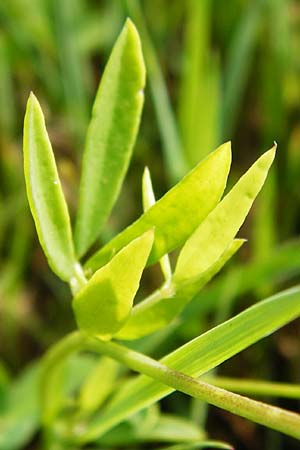 Lotus tenuis \ Schmalblttriger Hornklee, Salz-Hornklee / Narrow-Leaf Bird's-Foot Trefoil, D Münzenberg 26.7.2014
