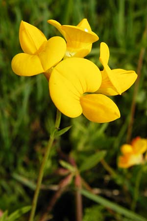 Lotus tenuis \ Schmalblttriger Hornklee, Salz-Hornklee / Narrow-Leaf Bird's-Foot Trefoil, D Münzenberg 26.7.2014