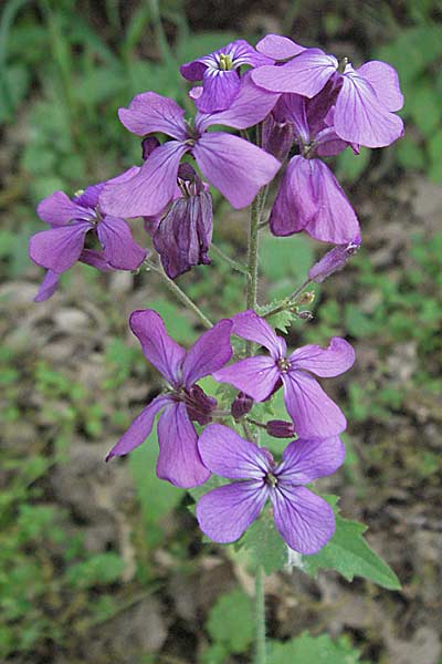 Lunaria annua \ Einjhriges Garten-Silberblatt / Honesty, D Schwetzingen 12.5.2006