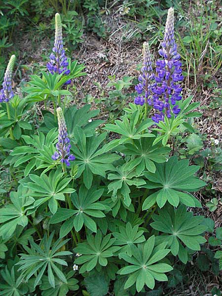 Lupinus polyphyllus \ Vielblttrige Lupine / Garden Lupin, D Schwarzwald/Black-Forest, Freiburg 28.4.2007