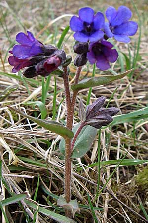 Pulmonaria montana \ Knolliges Lungenkraut / Mountain Lungwort, D Ingelheim 5.4.2008