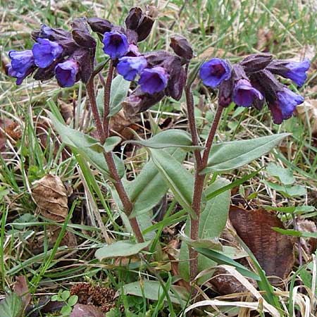 Pulmonaria montana \ Knolliges Lungenkraut / Mountain Lungwort, D Ingelheim 5.4.2008