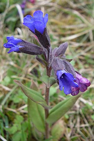 Pulmonaria montana \ Knolliges Lungenkraut / Mountain Lungwort, D Ingelheim 5.4.2008