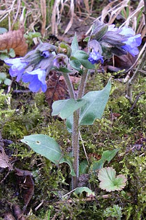 Pulmonaria montana \ Knolliges Lungenkraut / Mountain Lungwort, D Ingelheim 5.4.2008