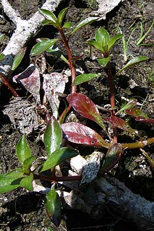 Ludwigia x kentiana \ Hybrid-Heusenkraut / False Hampshire Purslane, D Karlsruhe Fritschlach 31.7.2008