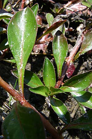 Ludwigia x kentiana \ Hybrid-Heusenkraut / False Hampshire Purslane, D Karlsruhe Fritschlach 31.7.2008