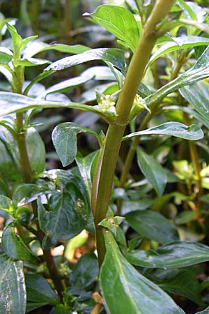 Ludwigia x kentiana \ Hybrid-Heusenkraut / False Hampshire Purslane, D Karlsruhe Fritschlach 31.7.2008
