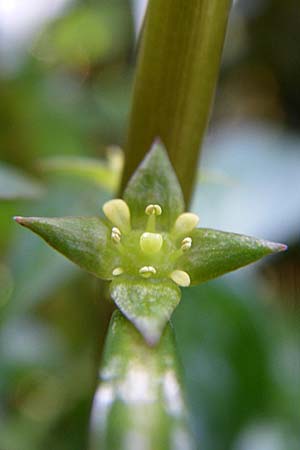 Ludwigia x kentiana \ Hybrid-Heusenkraut / False Hampshire Purslane, D Karlsruhe Fritschlach 31.7.2008