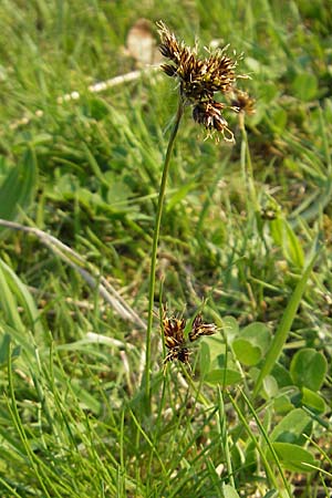 Luzula campestris \ Feld-Hainsimse, Hasenbrot / Field Wood-Rush, D Odenwald, Trösel 14.4.2009