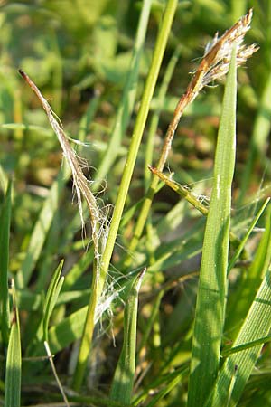 Luzula campestris \ Feld-Hainsimse, Hasenbrot / Field Wood-Rush, D Odenwald, Trösel 14.4.2009