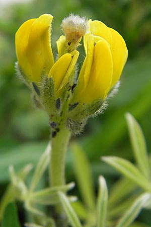 Lupinus luteus \ Gelbe Lupine / Yellow European Lupin, D Weinheim an der Bergstraße 27.6.2009