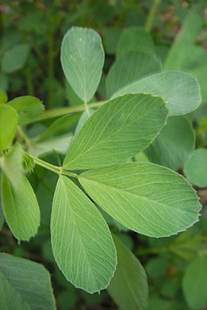 Medicago x varia \ Bastard-Luzerne / Sand Lucerne, D Mannheim 1.10.2009