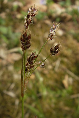 Luzula multiflora \ Vielbltige Hainsimse / Heath Wood-Rush, D Rheinhessen, Wendelsheim 29.4.2010