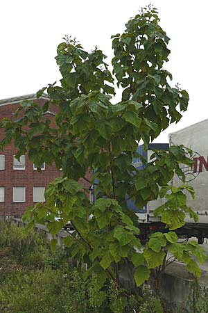Paulownia tomentosa \ Blauglockenbaum / Princess Tree, Foxglove Tree, D Ludwigshafen 11.9.2008