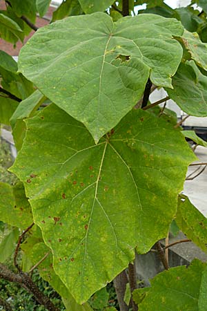 Paulownia tomentosa \ Blauglockenbaum / Princess Tree, Foxglove Tree, D Ludwigshafen 11.9.2008