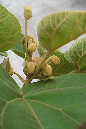 Paulownia tomentosa \ Blauglockenbaum / Princess Tree, Foxglove Tree, D Ludwigshafen 11.9.2008