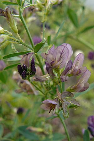 Medicago x varia \ Bastard-Luzerne / Sand Lucerne, D Mannheim 18.9.2008