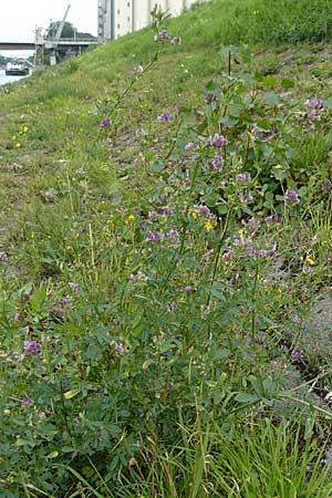 Medicago x varia \ Bastard-Luzerne / Sand Lucerne, D Mannheim 18.9.2008