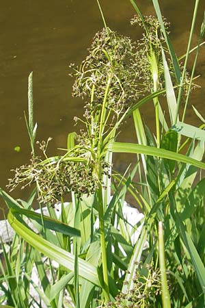 Scirpus sylvaticus \ Wald-Simse, Wald-Binse / Wood Club-Rush, D Idar-Oberstein 3.6.2011