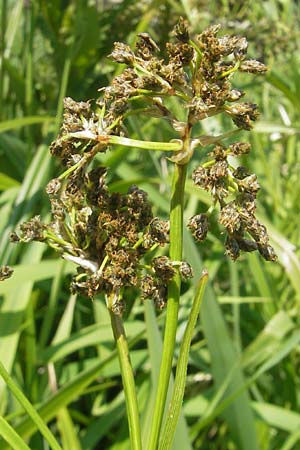 Scirpus sylvaticus \ Wald-Simse, Wald-Binse / Wood Club-Rush, D Idar-Oberstein 3.6.2011