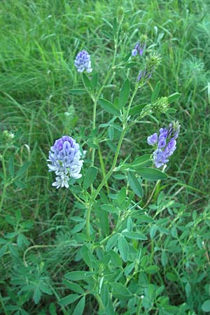 Medicago sativa \ Luzerne, Saat-Luzerne / Lucerne, Alfalfa, D Pfalz, Speyer 25.5.2012