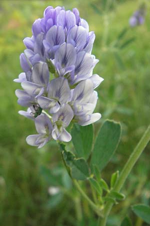 Medicago sativa \ Luzerne, Saat-Luzerne / Lucerne, Alfalfa, D Pfalz, Speyer 25.5.2012