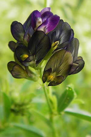 Medicago x varia \ Bastard-Luzerne / Sand Lucerne, D Oppenheim 9.8.2014