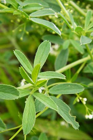 Medicago x varia \ Bastard-Luzerne / Sand Lucerne, D Oppenheim 9.8.2014