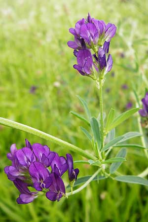 Medicago x varia \ Bastard-Luzerne / Sand Lucerne, D Oppenheim 9.8.2014