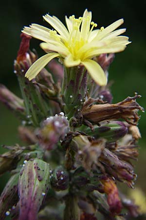 Lactuca virosa \ Gift-Lattich / Great Lettuce, D Kellenbach 7.7.2008