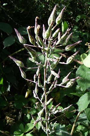 Lactuca virosa \ Gift-Lattich / Great Lettuce, D Kellenbach 7.7.2008