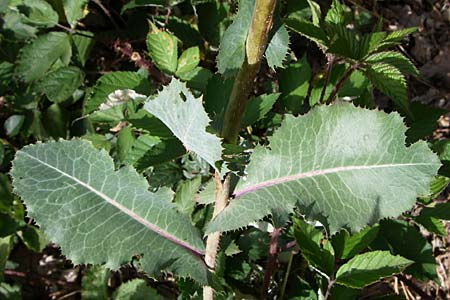 Lactuca virosa \ Gift-Lattich / Great Lettuce, D Kellenbach 7.7.2008