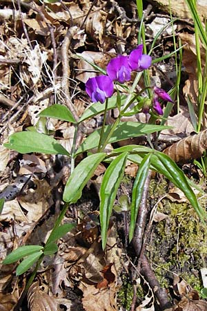 Lathyrus vernus, Frühlings-Platterbse Lathyrus vernus, Frühlings-Platterbse