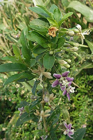 Lycium chinense \ Chinesischer Bocksdorn / China Tea-Plant, D Mannheim 23.8.2006