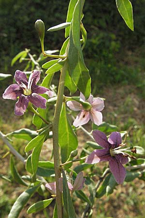 Lycium barbarum \ Gewhnlicher Bocksdorn / Duke of Argyll's Tea-Plant, D Mannheim 8.5.2007
