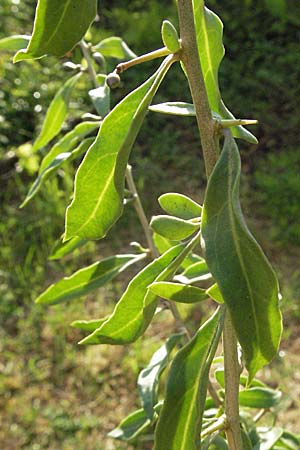 Lycium barbarum \ Gewhnlicher Bocksdorn / Duke of Argyll's Tea-Plant, D Mannheim 8.5.2007