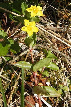 Lysimachia nemorum \ Hain-Gilb-Weiderich / Yellow Pimpernel, D Kempten 22.5.2009