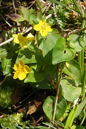 Lysimachia nemorum \ Hain-Gilb-Weiderich / Yellow Pimpernel, D Kempten 22.5.2009