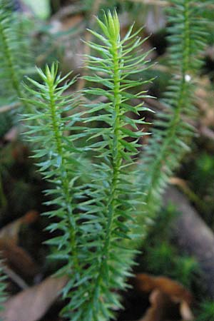 Lycopodium annotinum \ Wald-Brlapp / Interrupted Clubmoss, D Ettal 21.6.2011
