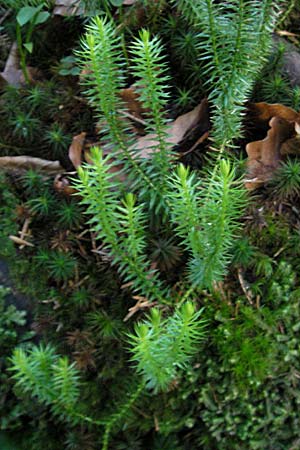 Lycopodium annotinum \ Wald-Brlapp / Interrupted Clubmoss, D Ettal 21.6.2011