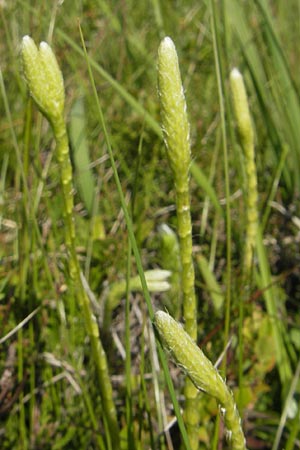 Lycopodium clavatum \ Keulen-Brlapp / Stag's-Horn Clubmoss, Common Clubmoss, D Oberstdorf 22.6.2011